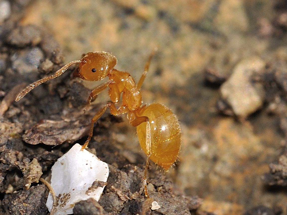 Pheidole? No. Lasius cfr flavus